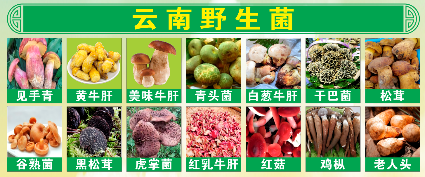 100+云南珍品鲜菌全年可享！沃道首创菌菇礼盒/礼卡，解锁高端鲜菌新体验！